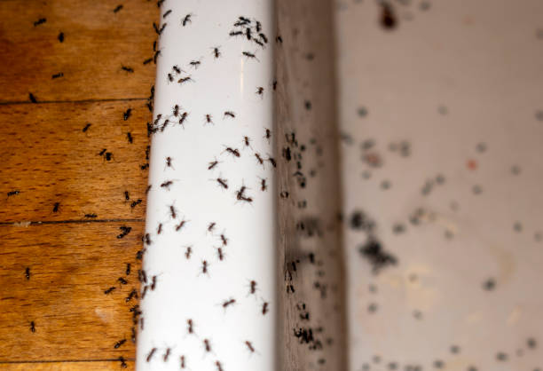Best Commercial Pest Control Services  in Ceres, CA