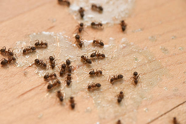  Ceres, CA Pest Control Pros