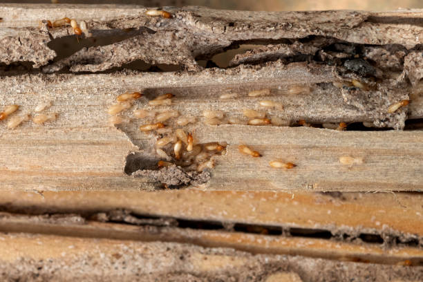 Best Pest Control for Businesses  in Ceres, CA